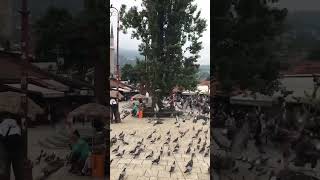 Saraevo pigeons (голуби Сараєво)