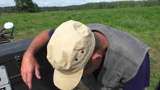 How to collect pine nuts. An ancient craft!