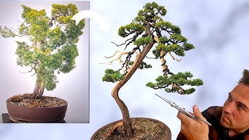 Fixing this Juniper Bonsai