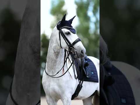 My Two Stallions Meet And Love Each Other