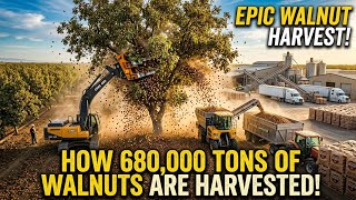 How Farmers Harvest Thousands of Tons of California Walnuts | Amazing Walnut Farming & Processing