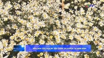 Mùa hoa cúc họa mi "níu chân" du khách tại Ninh Bình