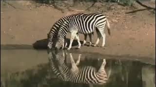 Satwa Liar Afrika