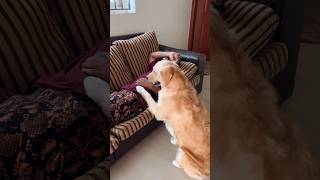 Subscribe for more videos like this #goldenretriever #puppies #doglover
