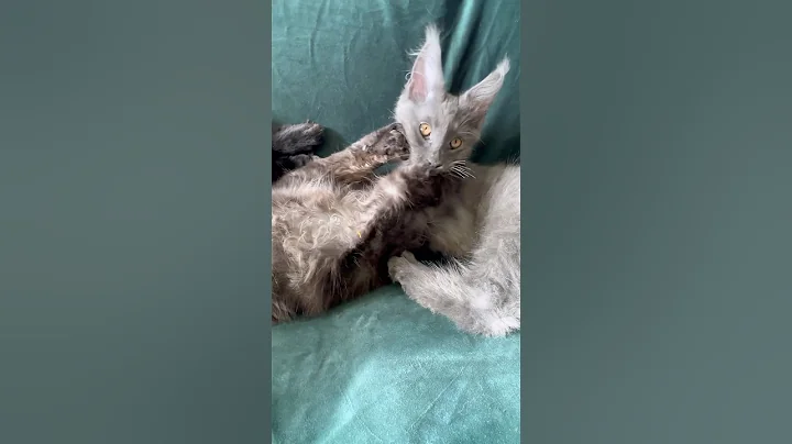 Video 11348131: kitten funnycats cutecat mainecoon, mainecoon cat funnycats cutecats, mainecoon cat fight, mainecoon cat kitten funny