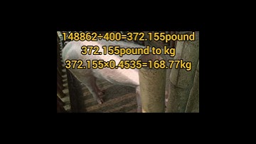 Pig Body Weight calculation//@FarmingAssam05 #shortsyoutube #pig weight calculation#pigfarm
