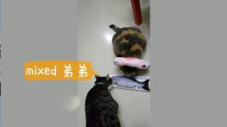 Smack 日本嚴選高純度［貓用木天蓼紓壓枕］我家寶貝公開測試