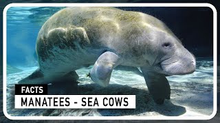 10 Fascinating Facts about Manatees - Uncovering the Mysteries of Sea Cows