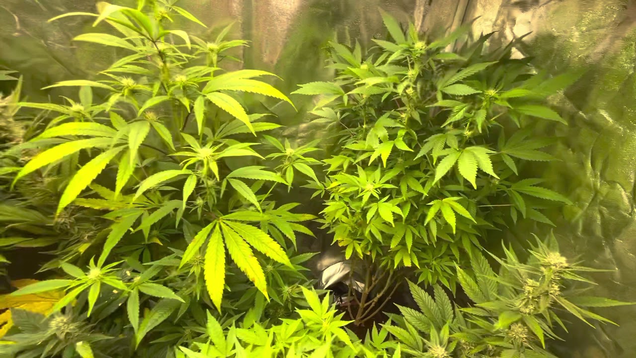 Mars Hydro Grow Journal Tsw2000 