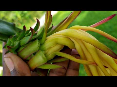 ভিডিও: কীভাবে প্লাস্টিকিন থেকে ড্রাগন তৈরি করবেন