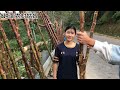 在越南山區路邊擺地攤賣甘蔗的姑娘很好客，她都不想讓我們回去 ｜Em Bán Mía Bên Đường Quê Rất Duyên