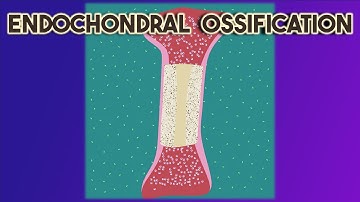 Endochondral Ossification of Bone - Animated