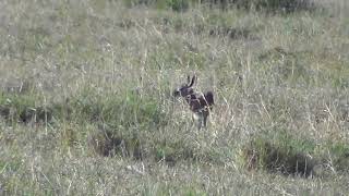 Thomson&#39;s gazelle fawn adjusting its hiding spot