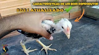 Como Escolher Um Pintinho Que Será Um Bom Reprodutor Atualizado