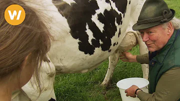 Wann wurde das erste Mal eine Kuh gemolken?