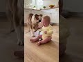 赤ちゃんを守る犬🐶 The dog saved the baby#japan #cute #ai #baby #kawaii #かわいい #犬 #dog #残念そうな顔 #funny #dance