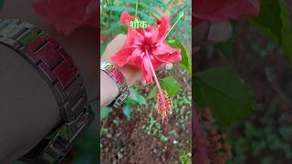 Thanks To Mother Earth home gardening plants garden gardenplanter flowers