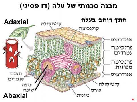 וִידֵאוֹ: מה המבנה הפנימי של עלה?