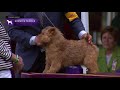 Norwich Terriers | Breed Judging 2021 の動画、YouTube動画。