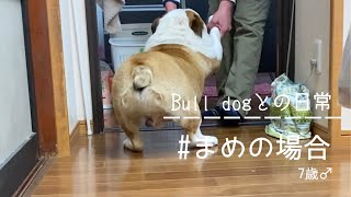 10万再生回数突破‼【Bull dog】笑えるブルドックの日常