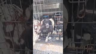 Arthur, Doyle, Conan, Mary und Shelley bei ihrer Rettung | 16.06.26 | Wir für Hunde in Not e.V.