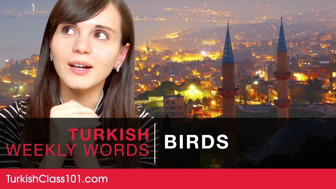 ⁣Turkish Weekly Words with Selin - Birds