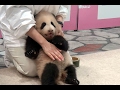 【あっちにいきたい！】🐼結浜よちよち時々かけよち♪ｗ【赤ちゃんパンダ】 Giant panda baby -Yuihin- ☆toddling baby panda
