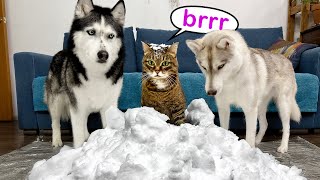 I Brought Home the Snowdrift! Funny Reaction of Cats and Dogs