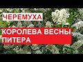 Цветущая ЧЕРЕМУХА - КОРОЛЕВА ВЕСНЫ Питера! | середина мая 2023