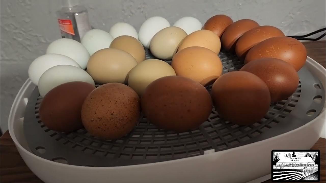 Hatching Out Our Own Egg With Nurture Right 360 Part Four (Lockdown!) YouTube