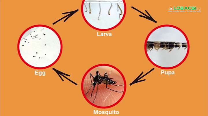 So sánh muỗi vằn và muỗi anophen