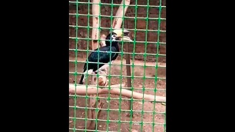 Hornbill Malaysia