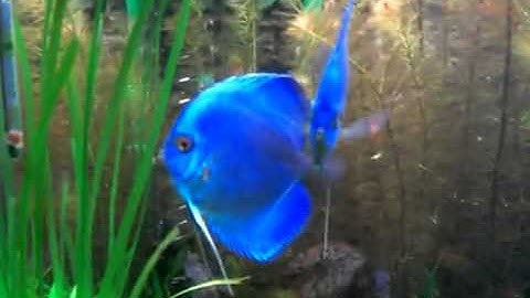 Cá Dĩa Discuss Blue Diamond - Thiên Đường Cá cảnh