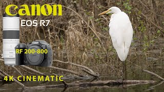 CANON R7 RF 200-800 4K CINEMATIC