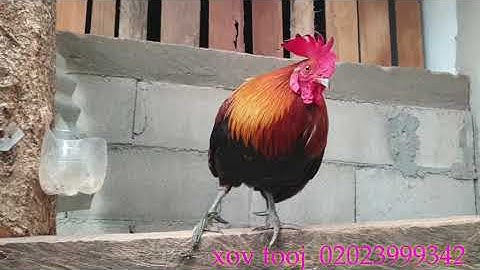 saib qaib dib ua si nawb 2020