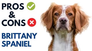 Brittany Spaniel Pros and Cons |  Brittany Spaniel Advantages and Disadvantages