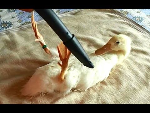 Vacuuming My Duck