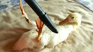 Vacuuming My Duck - YouTube