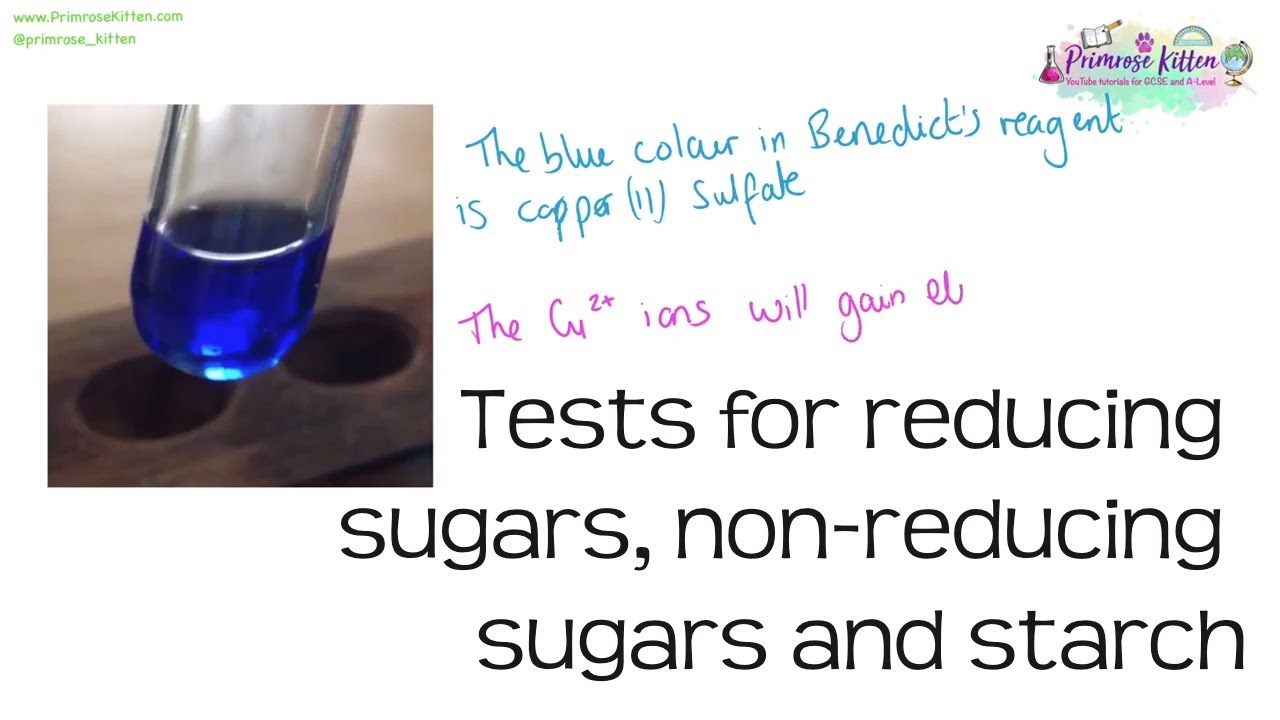 Reducing Sugar. Starch + Benedicts Reagent. Benedict solution. The Benedict`s solution. Reducing solution