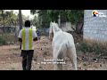 "Wedding Horse" Was Tied To A Short Rope Until His Life Changed For Good | The Dodo