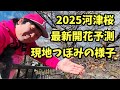 【2025河津桜】 1.31開幕直前最新開花予測！河津桜まつり　お得情報