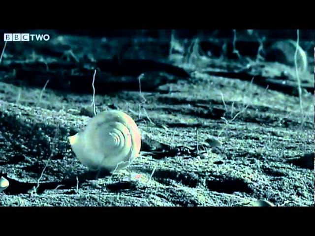 Small Spider Lifts Snail Shell Up Tree - Madagascar - BBC Two