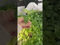 Pure Natural Homegrown Vegetables 🥬 #HomeGarden #OrganicLiving #GreenPlants