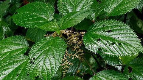 LÁ HAN RỪNG-LOẠI LÁ CÂY CÓ ĐỘC