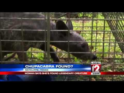 ABC7 - El Chupacabra caught at last? A family in Texas trapped this animal  on their property this week. They believe it's one of the legendary,  mythical goat-killers rumored to attack livestock