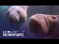 Race Against Extinction: Manatees and Dugongs in Peril | Blue Realm | Absolute Documentaries