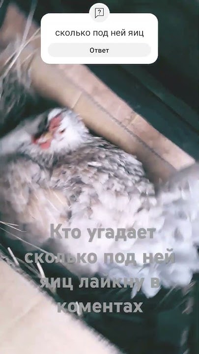 курица на яйцах +тренд - YouTube