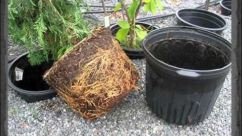 Species Selection-- Part I: Nursery Selection