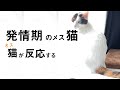 【♀猫発情期】猫が反応する鳴き声｜発情期のメス猫 |オス猫を探す鳴き声
