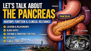 Pancreas Anatomy & Physiology Explained Simply